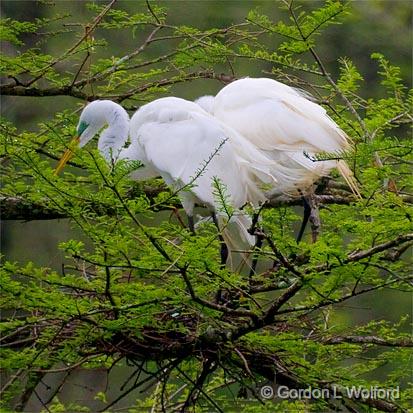 Breeding Egrets 46107.jpg - Great Egret (Ardea alba)Photographed at Lake Martin near Breaux Bridge, Louisiana, USA.